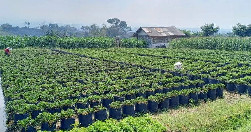 Desa Wisata, Mahasiswa Ini Bantu Marketingnya