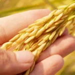 Anti Komunis Buktikan Lebih Baik