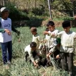 Asyik, Anak-Anak Ini Panen Bawang di Belakang Sekolah