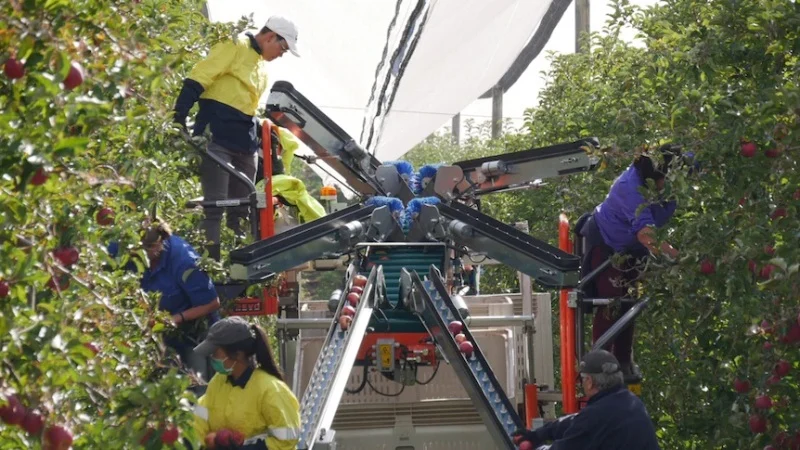 Lowongan Kerja di Aussie Terbuka Jelang Musim Panen