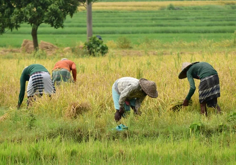 Memasuki Musim Kemarau, Ini Saran Dosen Umsida Atasi Gagal Panen