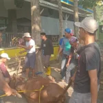 Juleha Lakukan Penyembelihan Hewan Kurban PCM Semboro