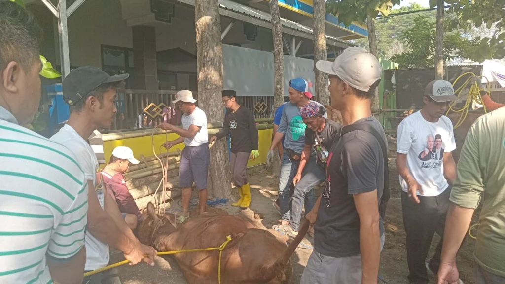 Juleha Lakukan Penyembelihan Hewan Kurban PCM Semboro