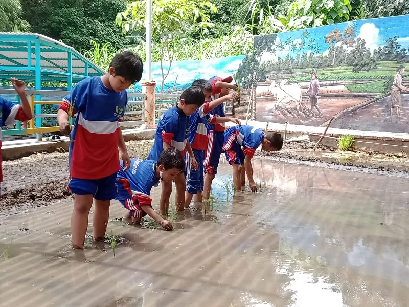 Siswa SD Amadany Belajar Menanam Padi di Telogo Sewu