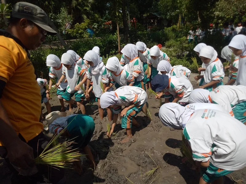 Siswa SD Mugeb Belajar Menanam Padi di Dusun Legok