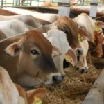 Alhamdulillah! SD Mudipat Kelola 9 Sapi 29 Kambing Idul Adha Tahun Ini