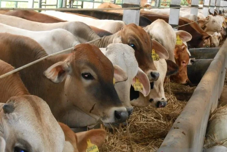 Alhamdulillah! SD Mudipat Kelola 9 Sapi 29 Kambing Idul Adha Tahun Ini