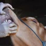 Idul Adha 2021 Jatuh Hari Selasa, 20 Juli