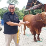 Kurban Sapi ke Lazismu Berubah Jadi Rendang, Bermanfaat hingga Setahun