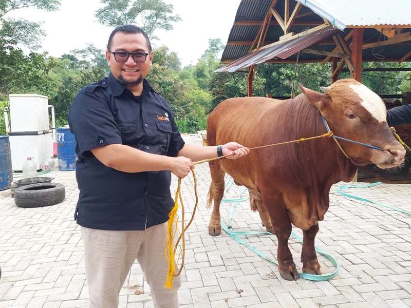 Kurban Sapi ke Lazismu Berubah Jadi Rendang, Bermanfaat hingga Setahun