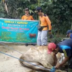 Tim Pemuda Kirim Sapi Kurban untuk Warga di Pelosok Gunung