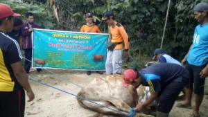 Tim Pemuda Kirim Sapi Kurban untuk Warga di Pelosok Gunung