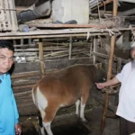 Lazismu Jatim Serahkan Dua Sapi dan Satu Kambing kepada Pengungsi Gempa untuk Rayakan Idul Adha