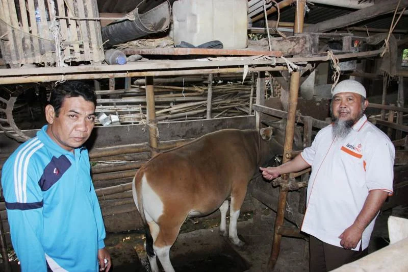 Lazismu Jatim Serahkan Dua Sapi dan Satu Kambing kepada Pengungsi Gempa untuk Rayakan Idul Adha