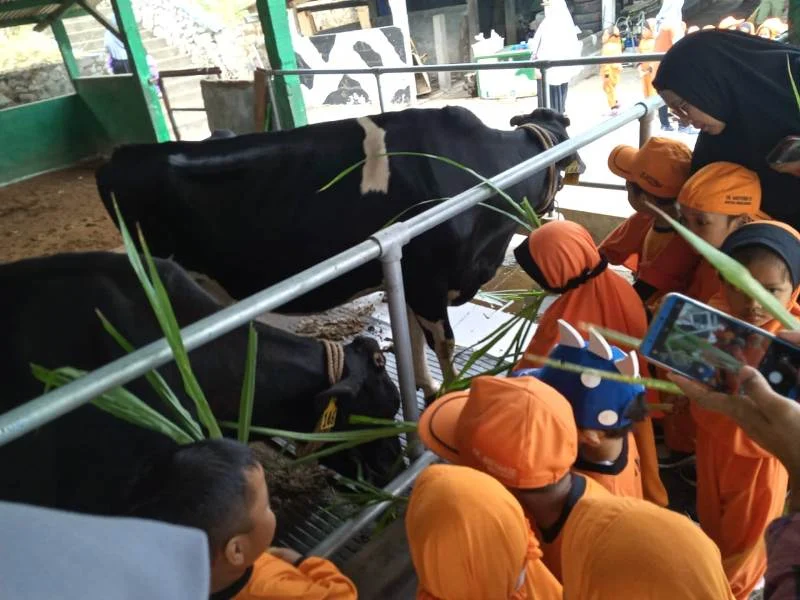 Outbound ke Kampung Sapi, Ini yang Paling Disukai Para Siswa
