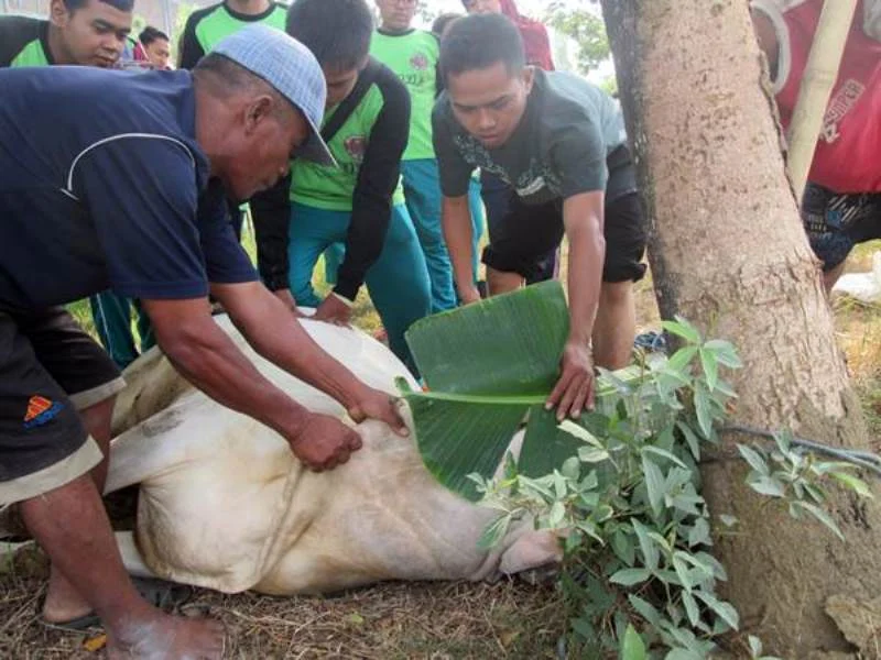 6 Adab Menyembelih Hewan Qurban