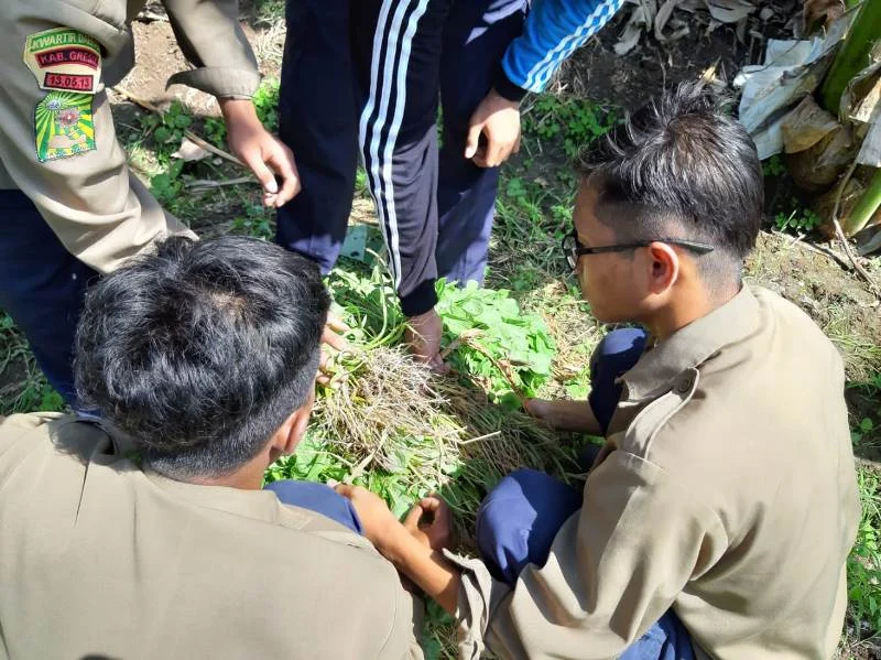 Asyiknya Acara Fortasi Ditutup Panen Sayur