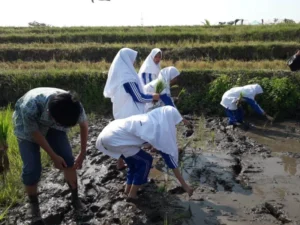 Asyiknya Siswa Ini Rame-Rame Tanam Padi dan Main Lumpur
