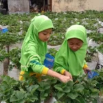 Beginilah Nikmat Makan Stroberi Hasil Panen di Kebunnya