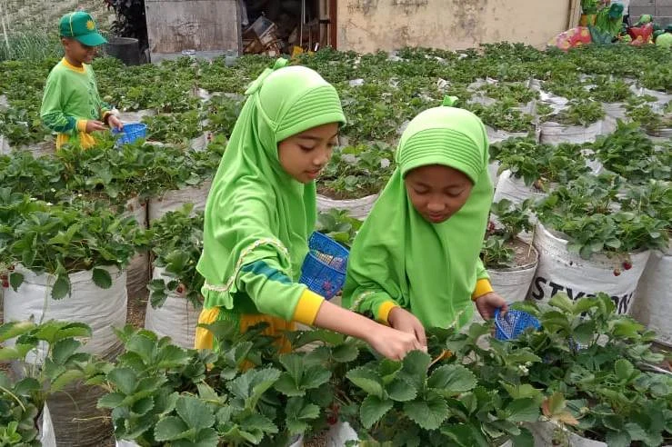 Beginilah Nikmat Makan Stroberi Hasil Panen di Kebunnya