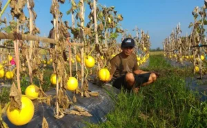 Sukses Sucipto, Petani Melon Warga Muhammadiyah Laren: Menanamnya pun Butuh Jiwa Seni