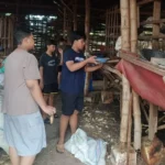 Sujou Spemdalas: Siswa Ikut Panen Telur hingga Beri Makan Ternak