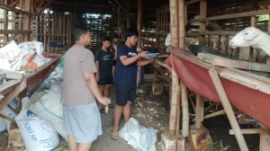 Sujou Spemdalas: Siswa Ikut Panen Telur hingga Beri Makan Ternak
