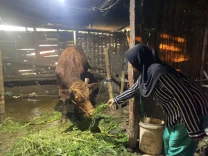 Suju Smamio, Siswa Belajar Menjadi Peternak Sapi