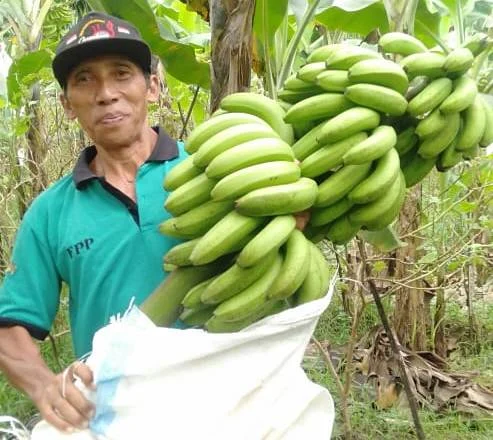 Petani Pisang Sukses, Ber-Muhammadiyah Juga Aktif
