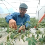 Kentang Varietas Unggul Produk UMM Masuki Pasar