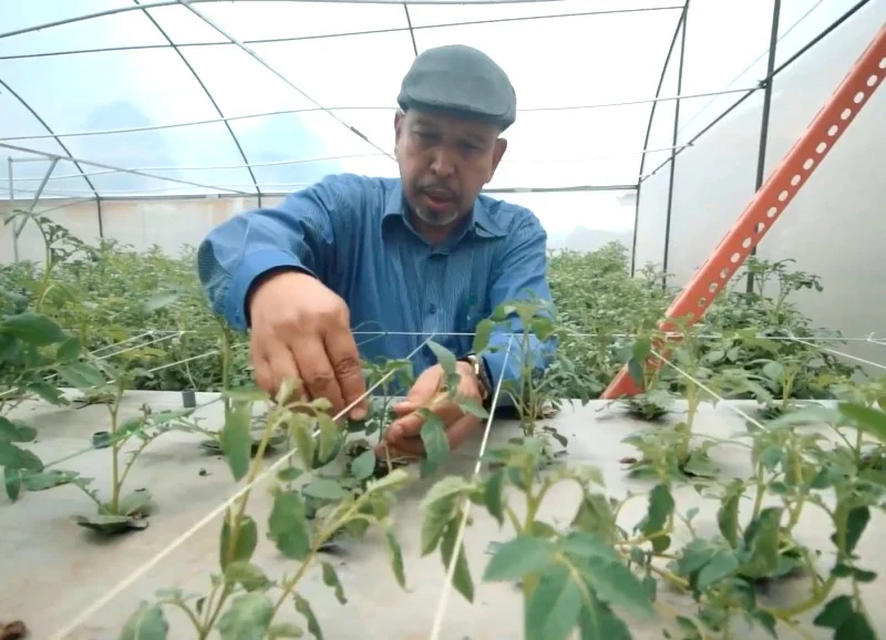 Kentang Varietas Unggul Produk UMM Masuki Pasar