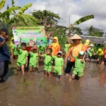 Serunya Murid TK Ini Main Lumpur Sawah sambil Tanam Padi