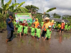 Serunya Murid TK Ini Main Lumpur Sawah sambil Tanam Padi