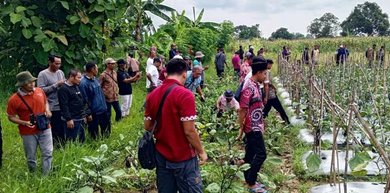 Budidaya Terong Jepang Acara Ngaji Bareng Petani Lamongan