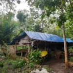 Kisah Pilu Rajianto Sebatang Kara Tinggal di   Tengah Kebun