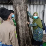 SMP Musix Surabaya Terjunkan Tim Peneliti Pohon, Ini Hasilnya