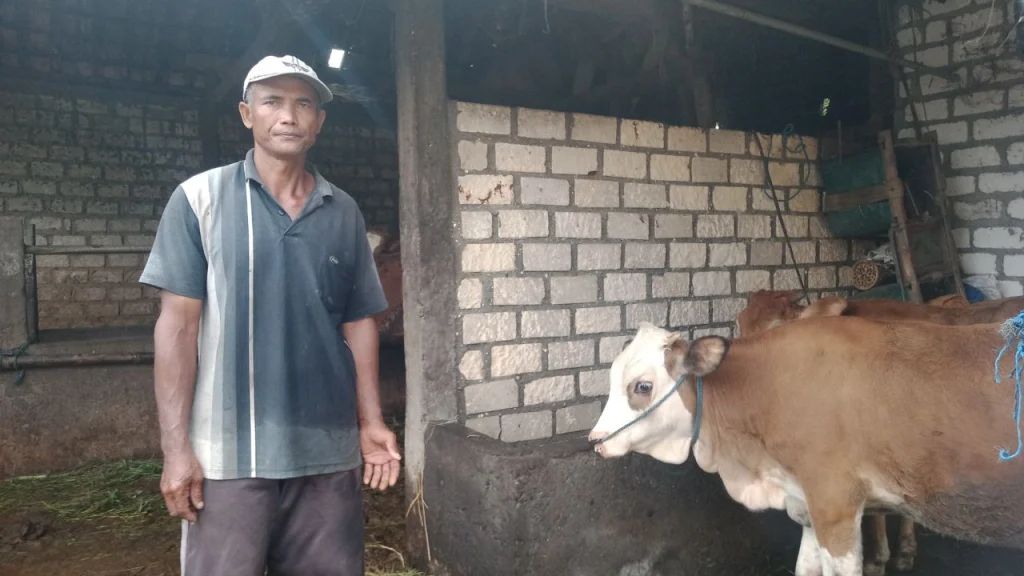 Dampak Wabah PMK Sudah Dirasakan Peternak: Takut Dikarantina, Tak Ada Pemasukan 