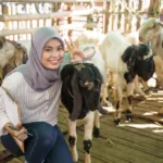 Bolehkah Kurban Diniatkan Juga sebagai Aqiqah