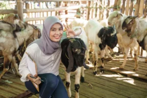 Bolehkah Kurban Diniatkan Juga sebagai Aqiqah