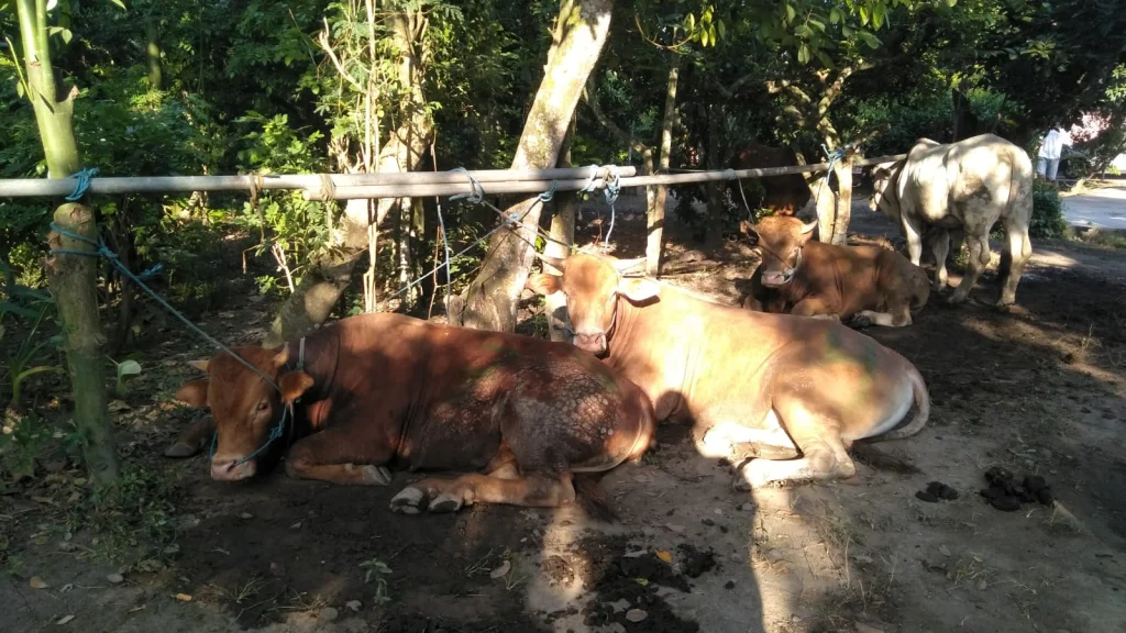Inilah Jumlah Kurban yang Disembelih PCM Ngunut Tulungagung
