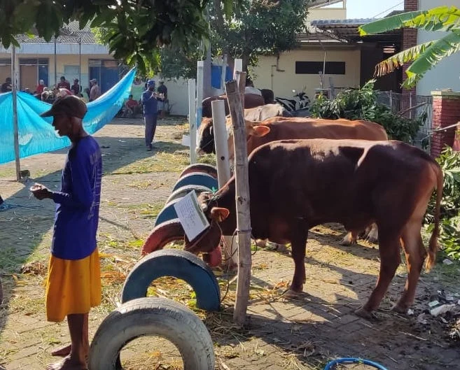 Kurban di Desa ‘Muhammadiyah’ Dermo Terus Meningkat