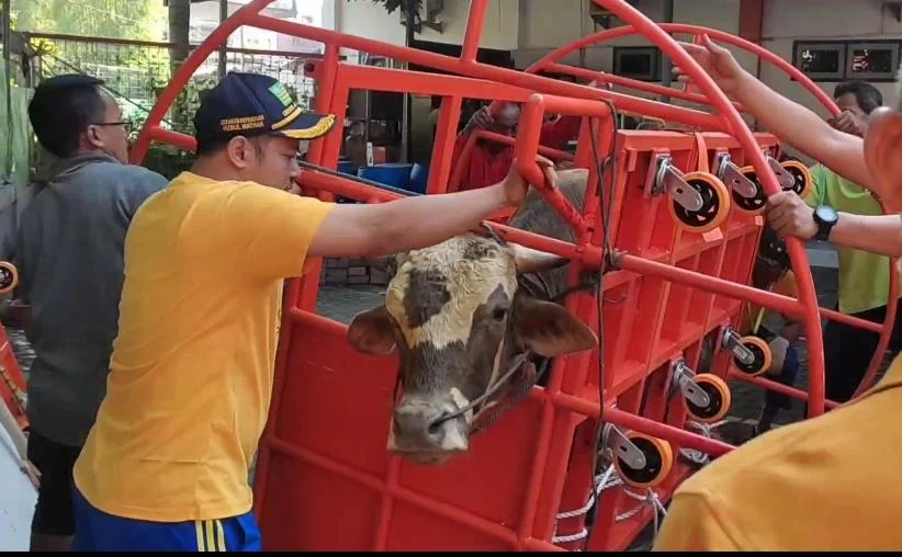 PCM GKB Salurkan Kurban 45 Sapi dan 13 Kambing