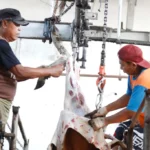 Lazismu Jatim Potong 100 Sapi Kurban di Bali, Ini Alasannya