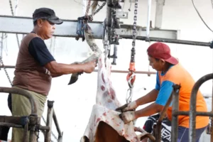 Lazismu Jatim Potong 100 Sapi Kurban di Bali, Ini Alasannya