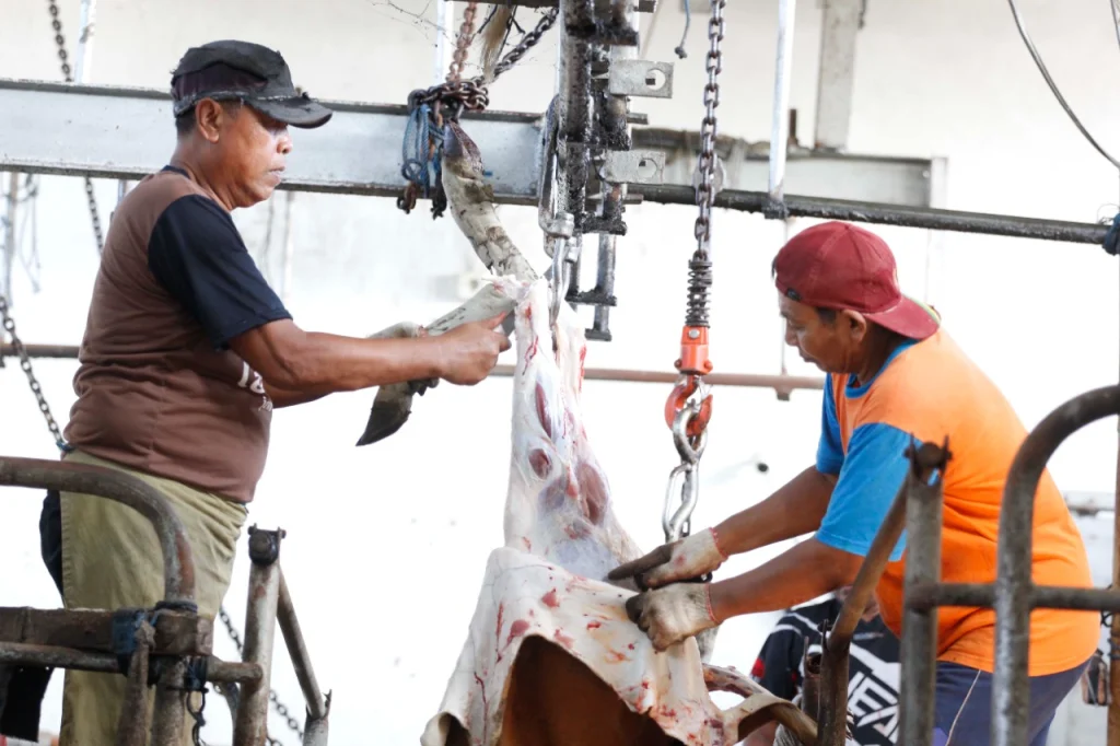 Lazismu Jatim Potong 100 Sapi Kurban di Bali, Ini Alasannya