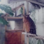 Hilang Dua Pekan, Burung Hantu Ikon Ekowisata SD Mugeb Ditemukan