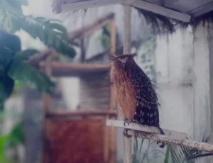 Hilang Dua Pekan, Burung Hantu Ikon Ekowisata SD Mugeb Ditemukan