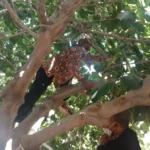 Memetik Buah Tin di Kota Thaif