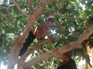 Memetik Buah Tin di Kota Thaif