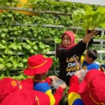 Belajar Bercocok Tanam tanpa Tanah di Kampung Hidroponik